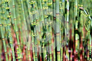 Green horsetail in marsh