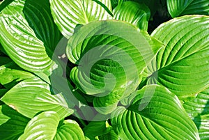 Hosta Guacomole plant