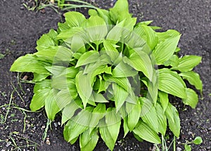 Hosta Guacomole plant