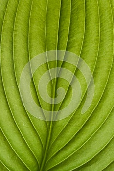 Green hosta leaf texture. Structure of a hosta leaf. Detail of hosta leaf