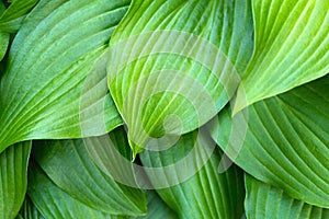 Green hosta leaves background