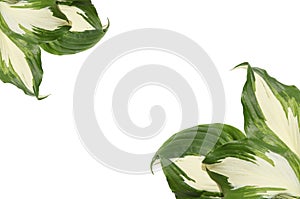 Green hosta leaves on white background