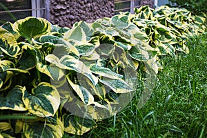 Hosta` Patriot` grow in the garden in summer