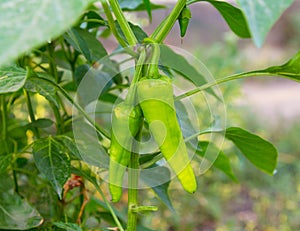 Green hot chili pepper