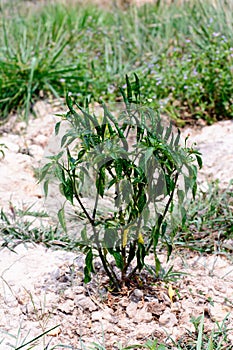 Green hot chilli on the tree in garden