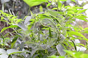 Green hot chilli on the tree in garden
