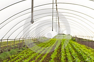 Green house with edible vegetables