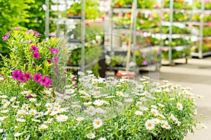 Green house flower shop at garden centre