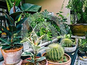 Home space with my plant