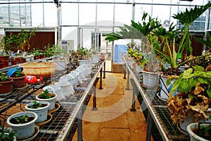 Green house interior