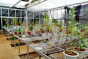 Green house interior