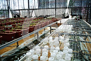 Green house interior