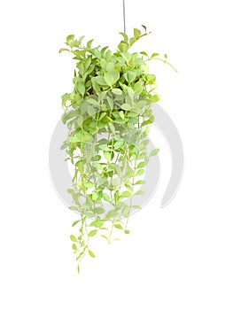 Green house ivy plant Hanging in flower pot isolated on white background