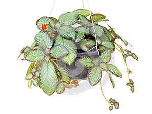 Green house ivy plant Hanging in flower pot isolated on white background