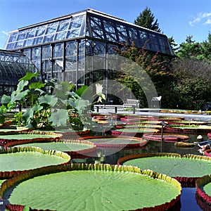 Green House and Lily Pads