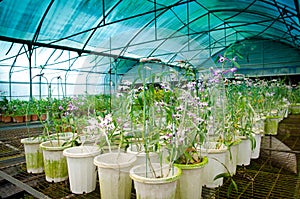 Green house orchid flower nursery