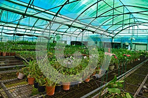 Green house orchid flower nursery