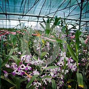 Green house orchid flower nursery