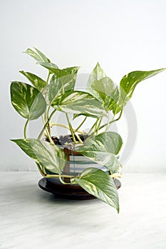 Green house plant