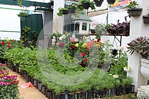 Green house plant nursery with various flowers