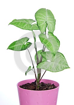 Green house plant in pink pot