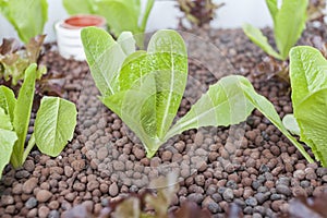 Green house plants