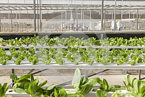 Green house plants