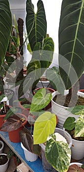 Green house plants aroid colektor