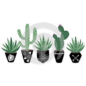 green house plants in the black pots haworthia and cactus scandinavian style boho illustration vector