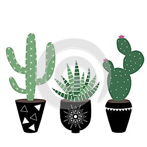green house plants in the black pots haworthia and cactus scandinavian style boho seamless pattern vector