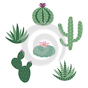 Green house plants cactus peyote haworthia aloe sansevieria icon