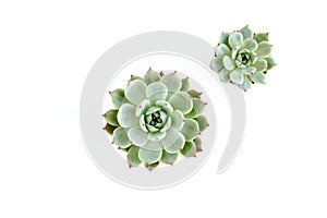 Green house plants potted, succulent plants isolated on white background. Flat lay, top view.