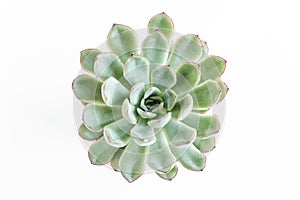 Green house plants potted, succulent plants isolated on white background. Flat lay, top view.