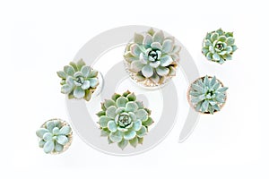 Green house plants potted, succulent plants isolated on white background. Flat lay, top view.