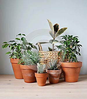 Green house plants in terracotta pots, ficus elastica tineke in wicker basket on wooden desk