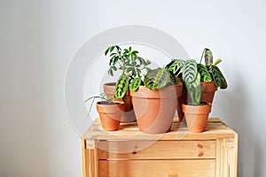 Green house plants in terracotta pots and wooden box