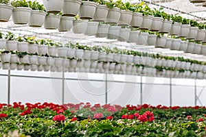 Green house shop with potted flowers at garden centre