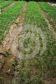 Green house vegetable in China