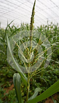 Green house vegetable in China