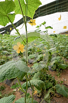 Green house vegetable in China