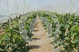 Green House with Vegetables