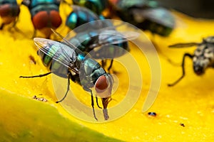 Green houseflies feeding on ripe mango using their labellum to suck the meat