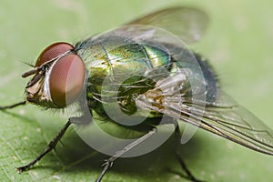 Green Housefly