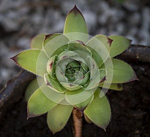 Green houseleek with brown edges - detail