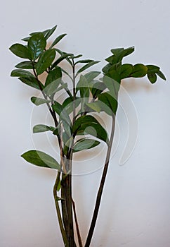 A green houseplant against a white background