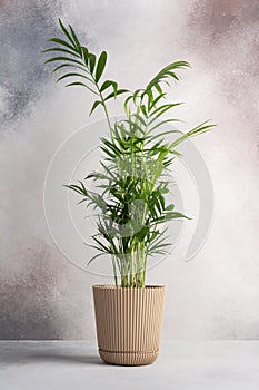 A green houseplant Chamaedorea elegans in a plant pot