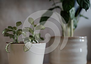 Green houseplant close up indoors for backgrounds