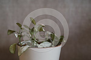 Green houseplant fitonia close up indoors for backgrounds