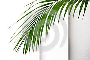 green houseplant palm leaf at white background. abstract tropical backdrop