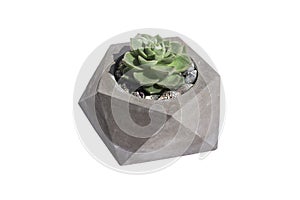 Green houseplant Succulent in a gray stone pot with shells isolated on white background